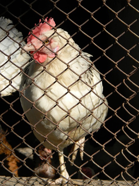 冠军的门票 冠军的门票